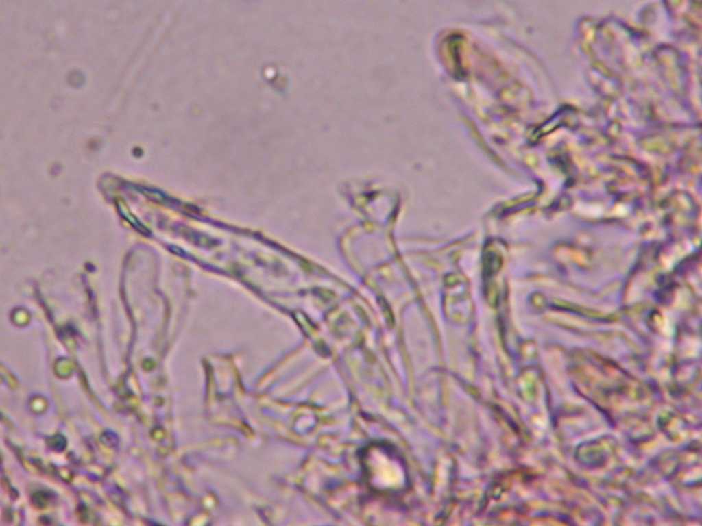 Cylindrobasidium laeve o evolvens ??(Cylindrobasidium laeve)